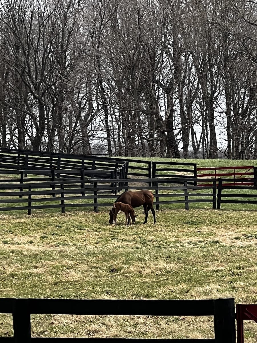 Kentucky horse country