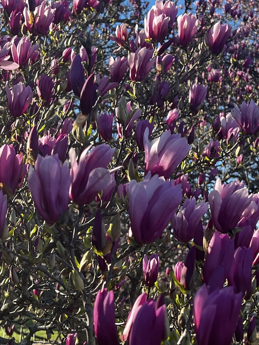Blooming tree in Bernheim