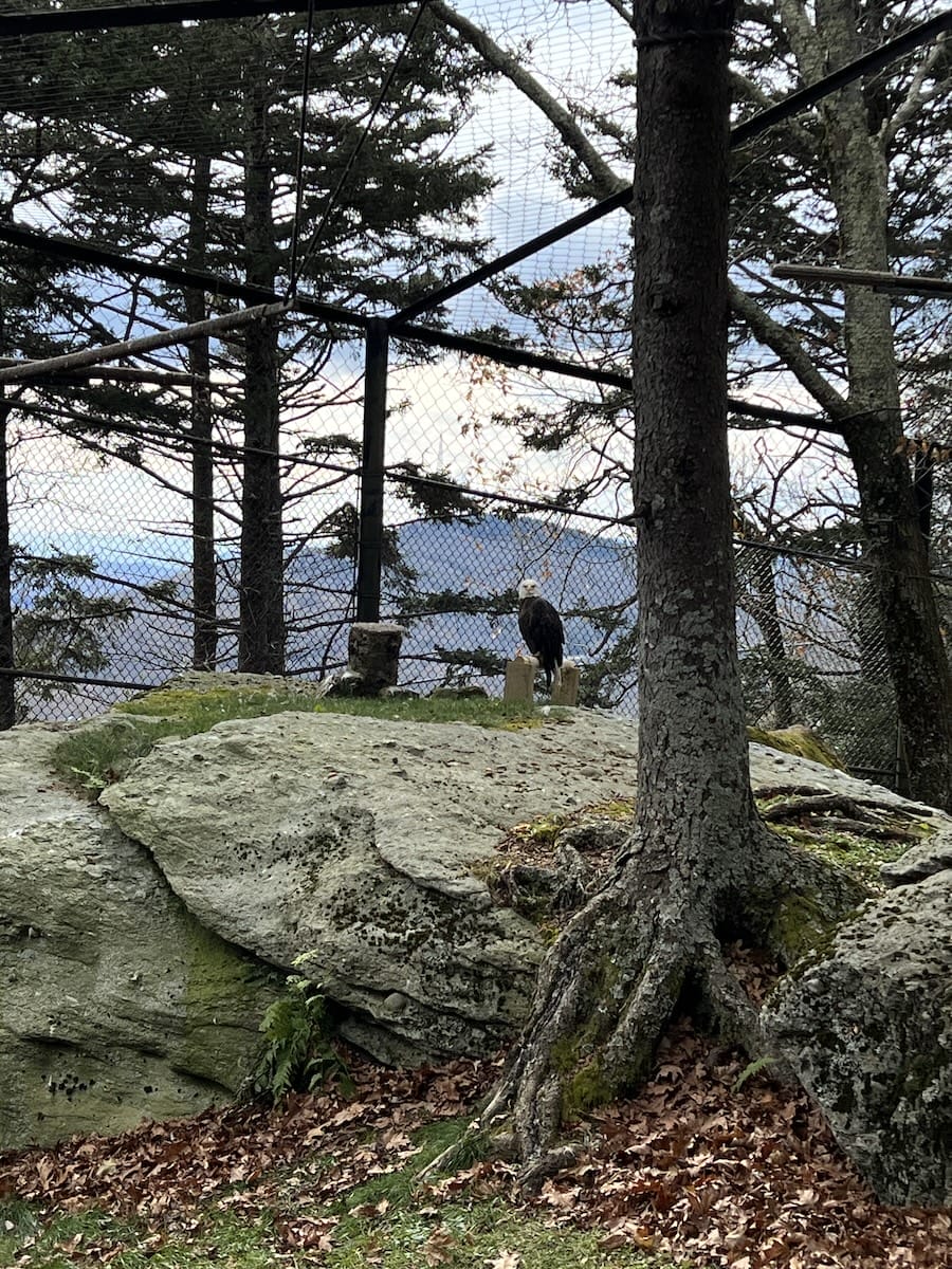 bald eagle at Grandfather Mountain