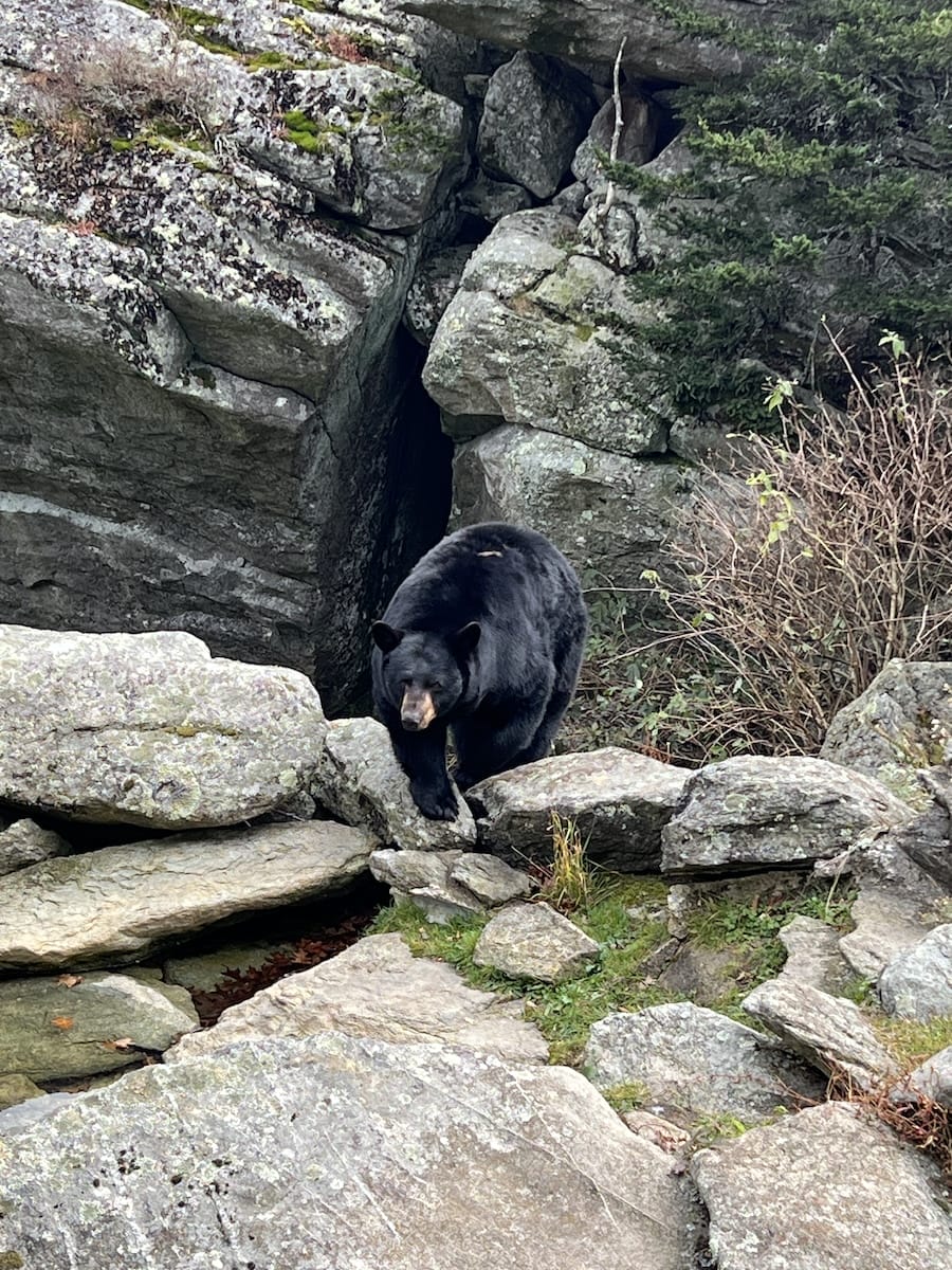 Grandfather Mountain bear