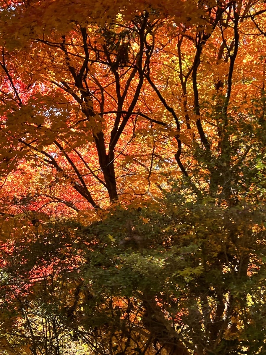 Fall colors in North Carolina