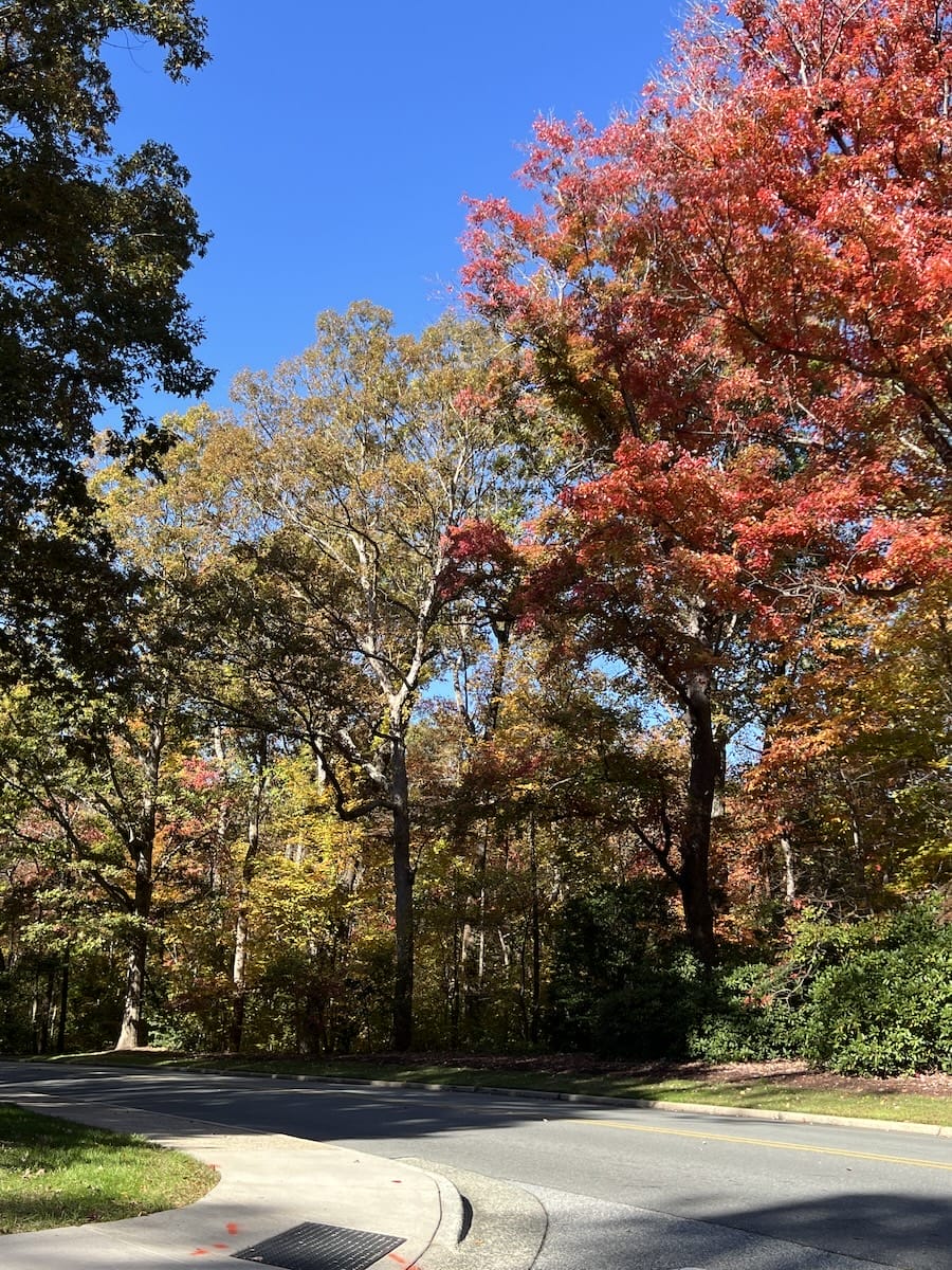 Wake Forest campus